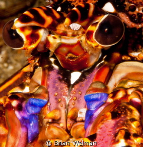 "Alien"

Close up of Africa East Coast Lobster Face by Brian Welman 